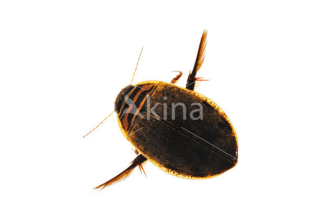 Great Diving Beetle (Acilius sulcatus)