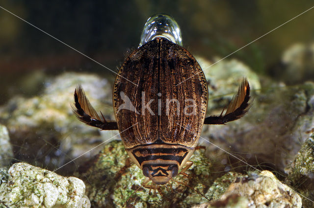 Great Diving Beetle (Acilius sulcatus)