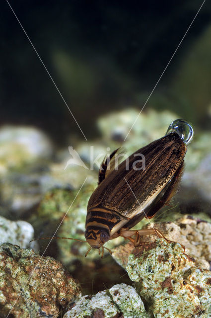 Great Diving Beetle (Acilius sulcatus)