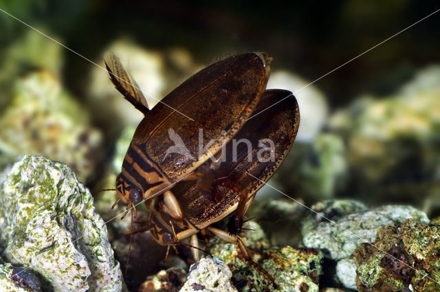 Great Diving Beetle (Acilius sulcatus)