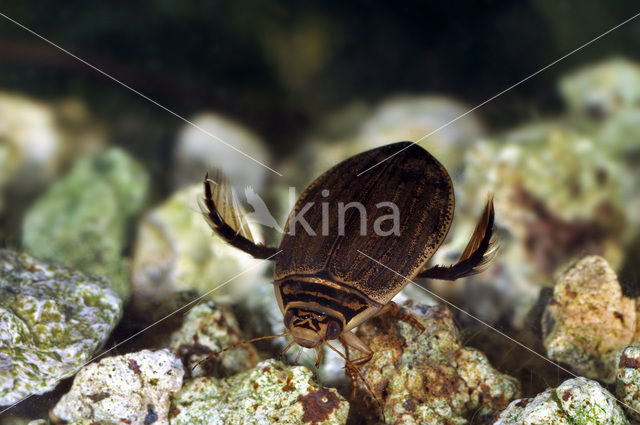 Great Diving Beetle (Acilius sulcatus)