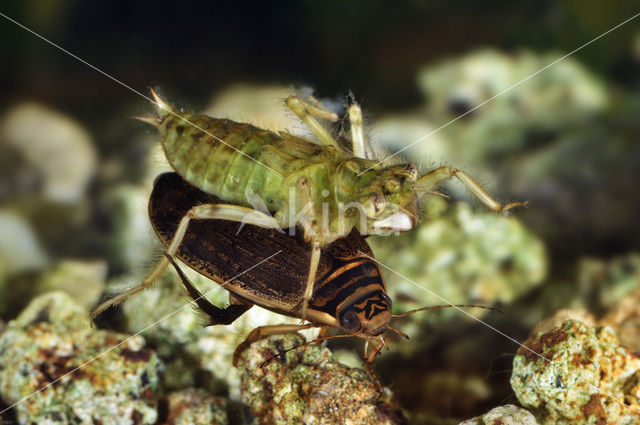 Great Diving Beetle (Acilius sulcatus)