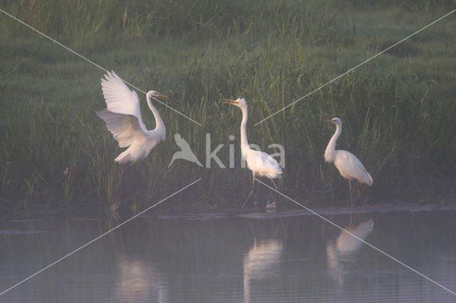 Grote zilverreiger (Casmerodius albus)