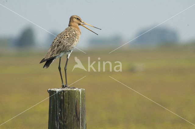 Grutto (Limosa limosa)