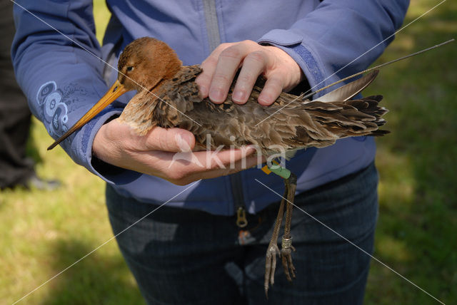 Grutto (Limosa limosa)