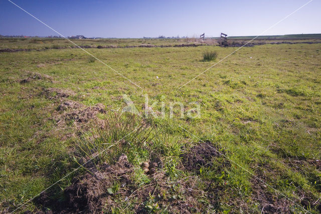 Grutto (Limosa limosa)