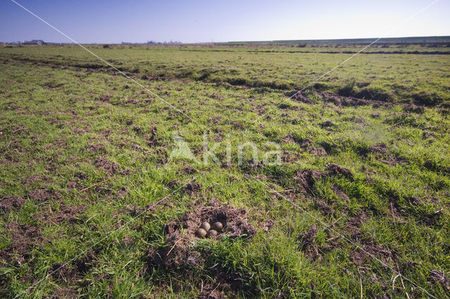 Grutto (Limosa limosa)