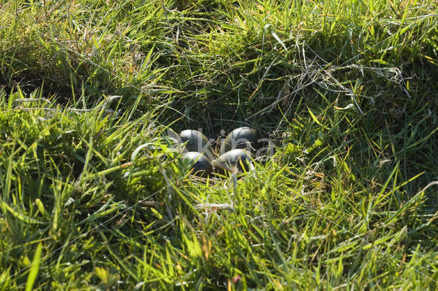 Black-tailed Godwit (Limosa limosa)