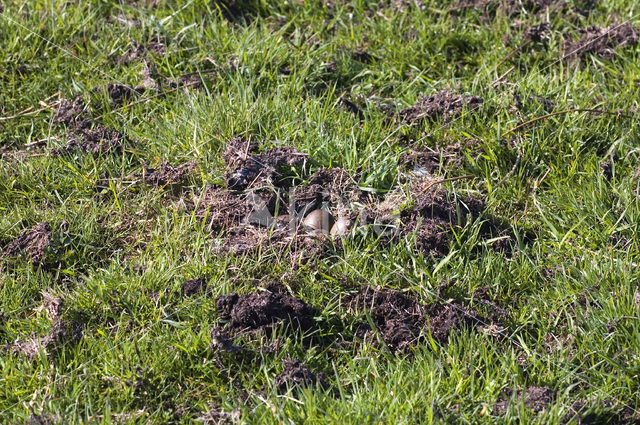 Black-tailed Godwit (Limosa limosa)