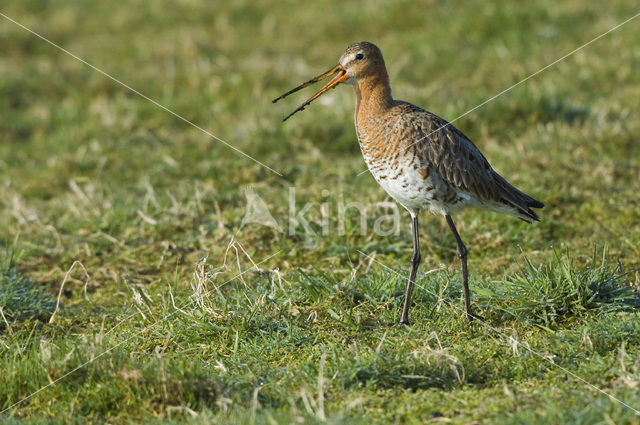 Grutto (Limosa limosa)