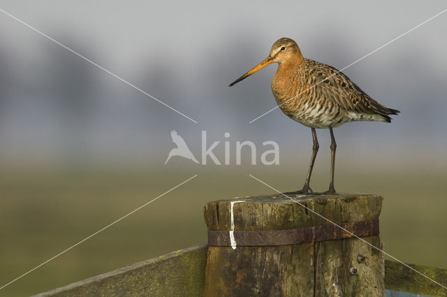 Black-tailed Godwit (Limosa limosa)