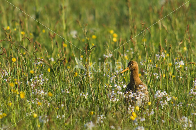 Black-tailed Godwit (Limosa limosa)