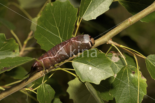 Hermelijnvlinder (Cerura vinula)