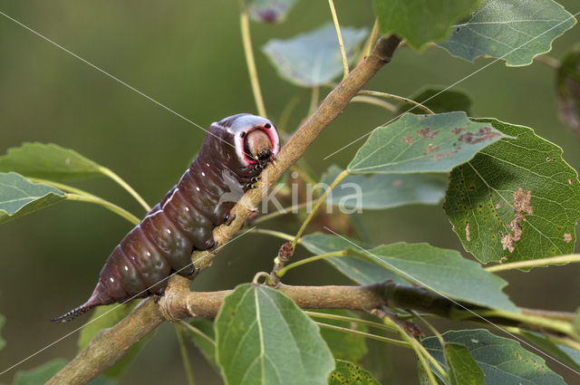 Hermelijnvlinder (Cerura vinula)