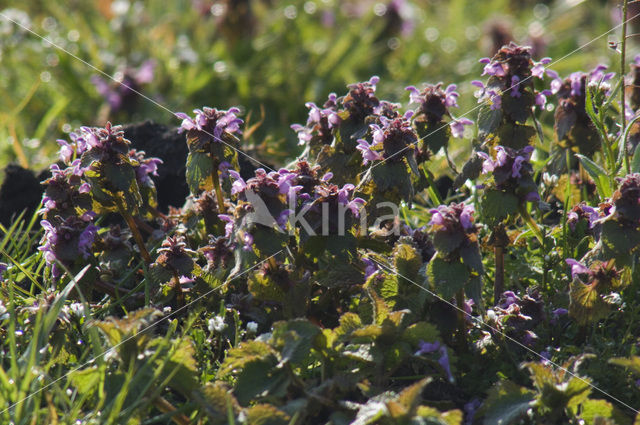 Ground Ivy (Glechoma hederacea)