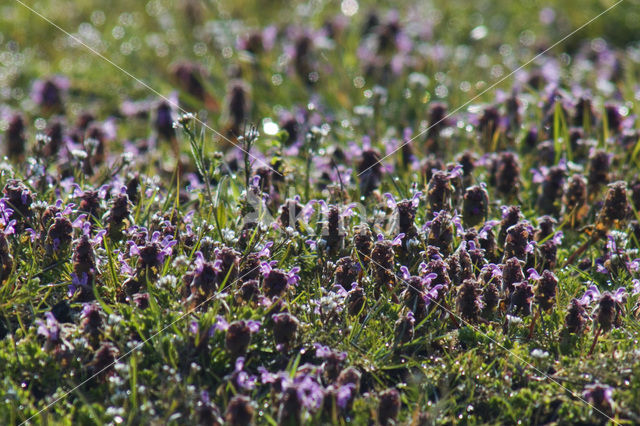 Ground Ivy (Glechoma hederacea)