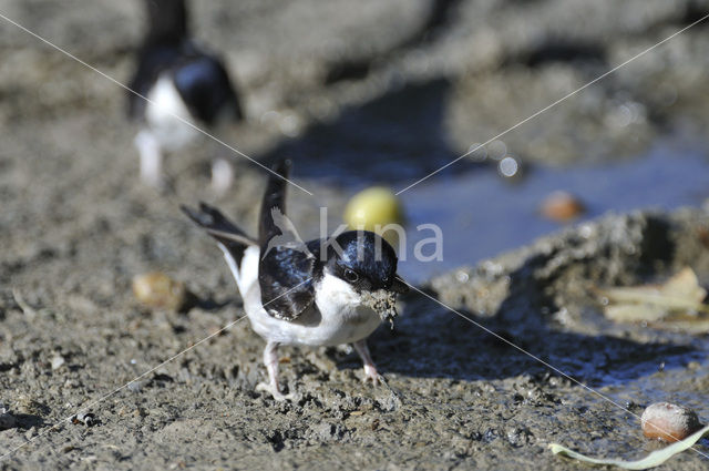 Common House-Martin (Delichon urbicum)
