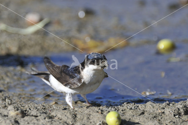 Common House-Martin (Delichon urbicum)