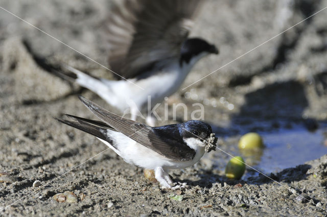 Common House-Martin (Delichon urbicum)