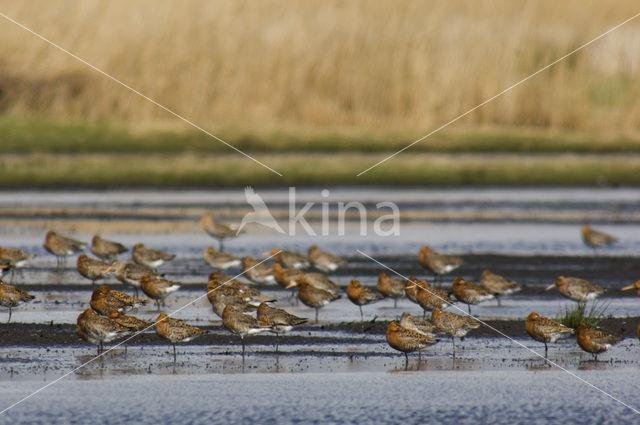 Icelandic Black-tailed Godwit (Limosa limosa islandica)