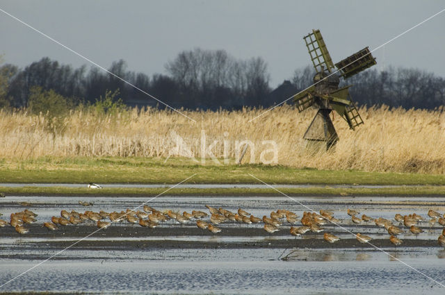 Icelandic Black-tailed Godwit (Limosa limosa islandica)