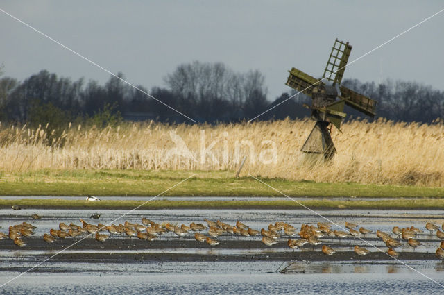 IJslandse Grutto (Limosa limosa islandica)