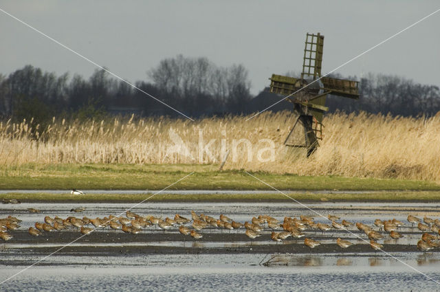 IJslandse Grutto (Limosa limosa islandica)