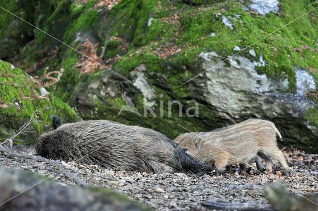 Indian wild Pig (Sus scrofa cristatus)