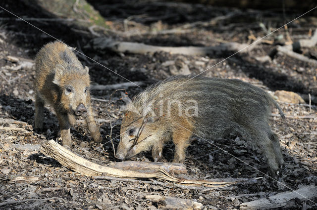Indian wild Pig (Sus scrofa cristatus)