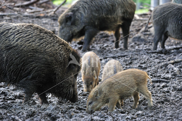 Indian wild Pig (Sus scrofa cristatus)