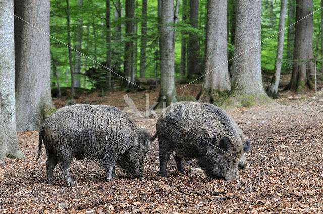 Indian wild Pig (Sus scrofa cristatus)