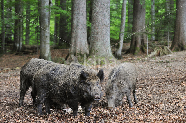 Indian wild Pig (Sus scrofa cristatus)