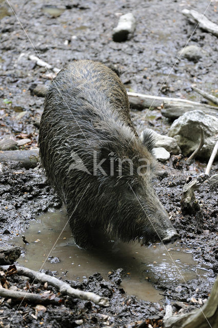 Indian wild Pig (Sus scrofa cristatus)