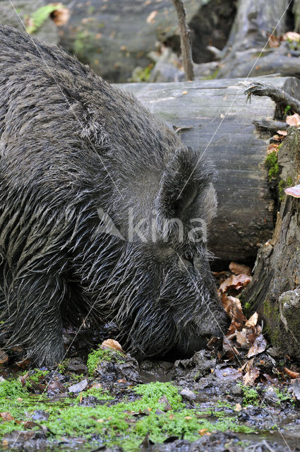 Indian wild Pig (Sus scrofa cristatus)