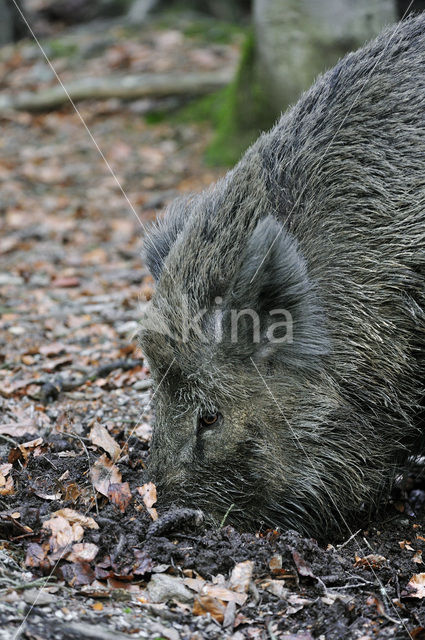 Indian wild Pig (Sus scrofa cristatus)