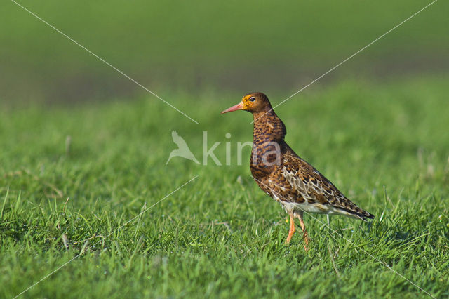 Kemphaan (Philomachus pugnax)