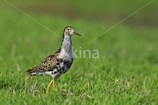 Ruff (Philomachus pugnax)