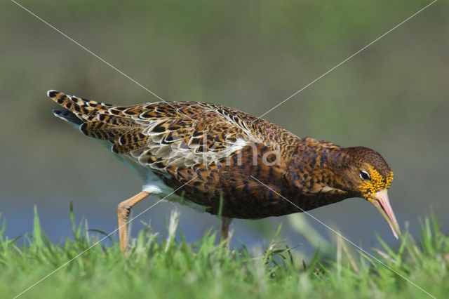Ruff (Philomachus pugnax)