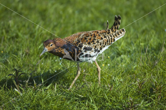 Kemphaan (Philomachus pugnax)