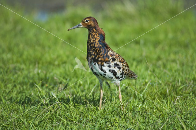 Kemphaan (Philomachus pugnax)