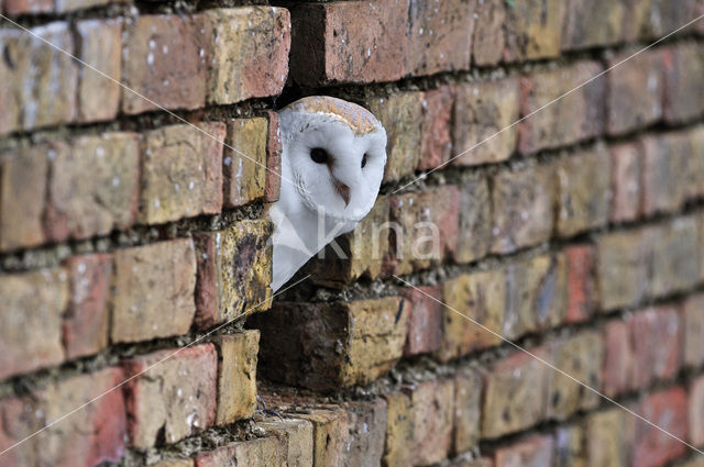 Barn Owl (Tyto alba)