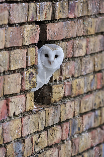 Barn Owl (Tyto alba)