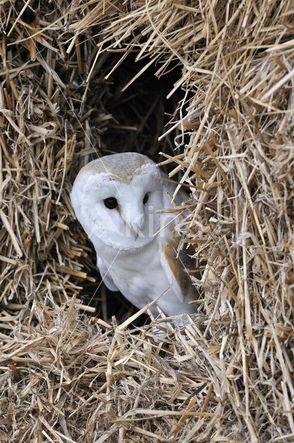 Kerkuil (Tyto alba)