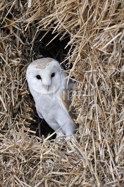 Barn Owl (Tyto alba)