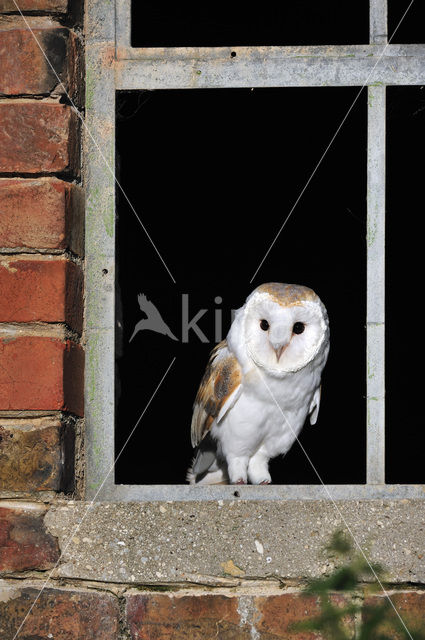 Kerkuil (Tyto alba)