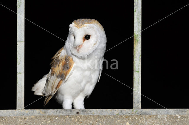 Barn Owl (Tyto alba)