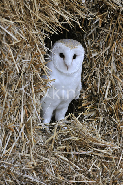 Kerkuil (Tyto alba)