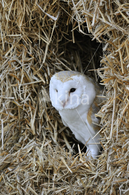 Barn Owl (Tyto alba)