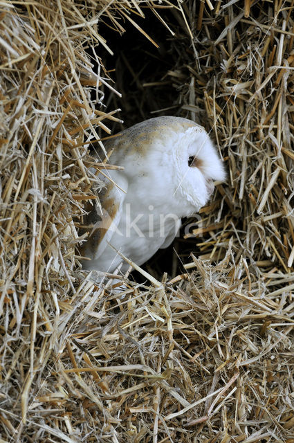 Barn Owl (Tyto alba)