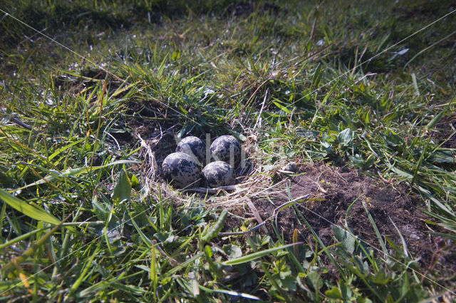 Lapwing (Vanellus vanellus)